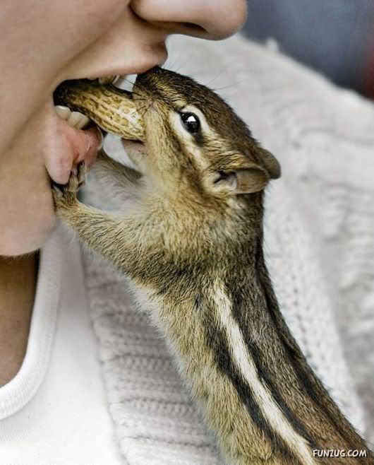 Cutest Squirrels Excellent Photography