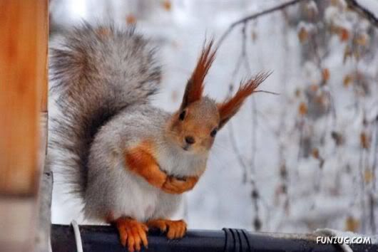 Cutest Squirrels Excellent Photography