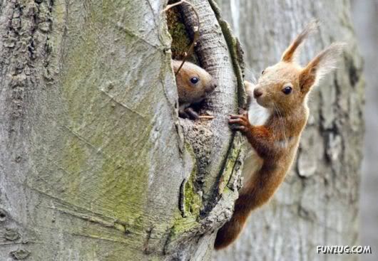 Cutest Squirrels Excellent Photography