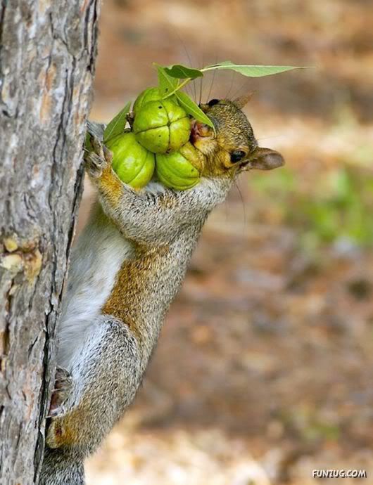 Cutest Squirrels Excellent Photography