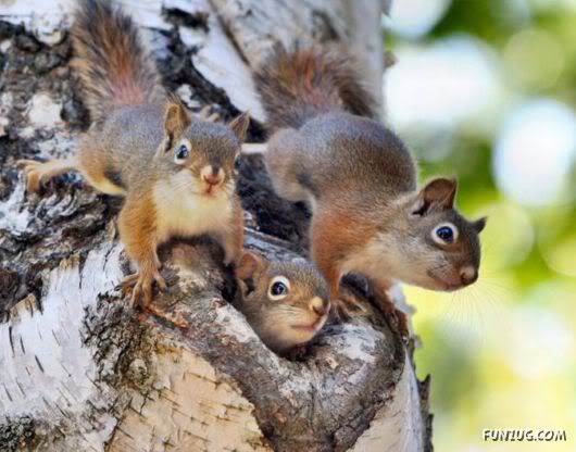 Cutest Squirrels Excellent Photography