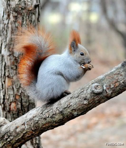 Cutest Squirrels Excellent Photography