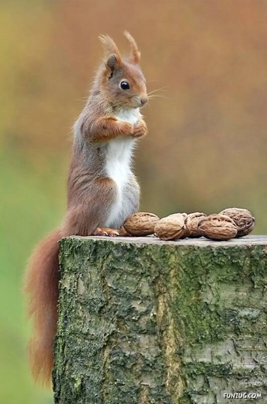 Cutest Squirrels Excellent Photography