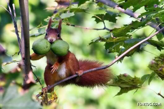 Cutest Squirrels Excellent Photography