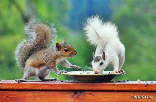 Cutest Squirrels Excellent Photography