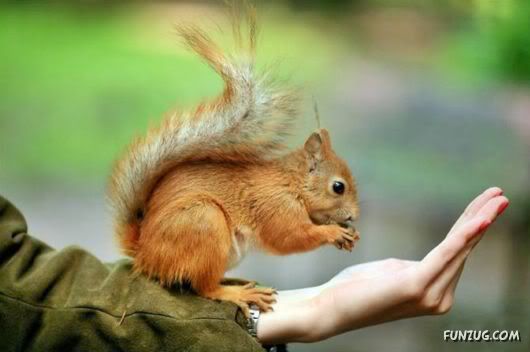 Cutest Squirrels Excellent Photography