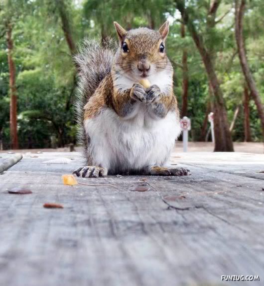 Cutest Squirrels Excellent Photography