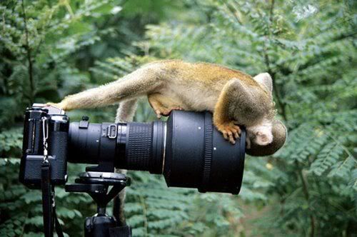 Eye Catching Animal Photography