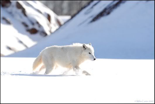 Feel the Beauty of White