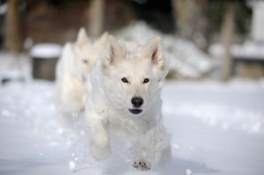 Feel the Beauty of White