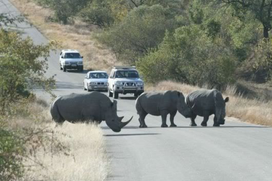 Lets Go To Kruger National Park Safari, South Africa