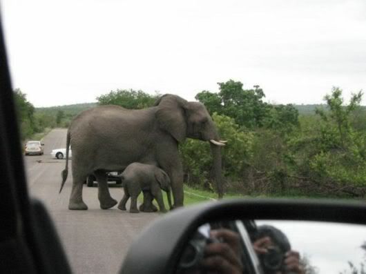 Lets Go To Kruger National Park Safari, South Africa