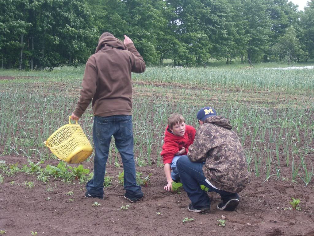 Erika Niebler,Gather'n Greens,Lee Ossenheimer,Dr. Lisa Long,Negaunee Township,MI,Dead River,Michigan,bees,honey,mushrooms,seedlings,transplanting,peppers,tomatoes,herbs,basil,children,nature,organic,Jesse Ossenheimer