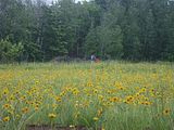 Erika Niebler,Gather'n Greens,Lee Ossenheimer,Dr. Lisa Long,Negaunee Township,MI,Dead River,Michigan,bees,honey,mushrooms,seedlings,transplanting,peppers,tomatoes,herbs,basil,children,nature,organic,Jesse Ossenheimer