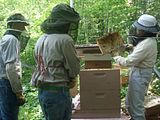 Erika Niebler,Gather'n Greens,Lee Ossenheimer,Dr. Lisa Long,Negaunee Township,MI,Dead River,Michigan,bees,honey,mushrooms,seedlings,transplanting,peppers,tomatoes,herbs,basil,children,nature,organic,Jesse Ossenheimer