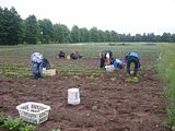 Erika Niebler,Gather'n Greens,Lee Ossenheimer,Dr. Lisa Long,Negaunee Township,MI,Dead River,Michigan,bees,honey,mushrooms,seedlings,transplanting,peppers,tomatoes,herbs,basil,children,nature,organic,Jesse Ossenheimer