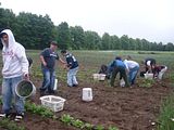 Erika Niebler,Gather'n Greens,Lee Ossenheimer,Dr. Lisa Long,Negaunee Township,MI,Dead River,Michigan,bees,honey,mushrooms,seedlings,transplanting,peppers,tomatoes,herbs,basil,children,nature,organic,Jesse Ossenheimer