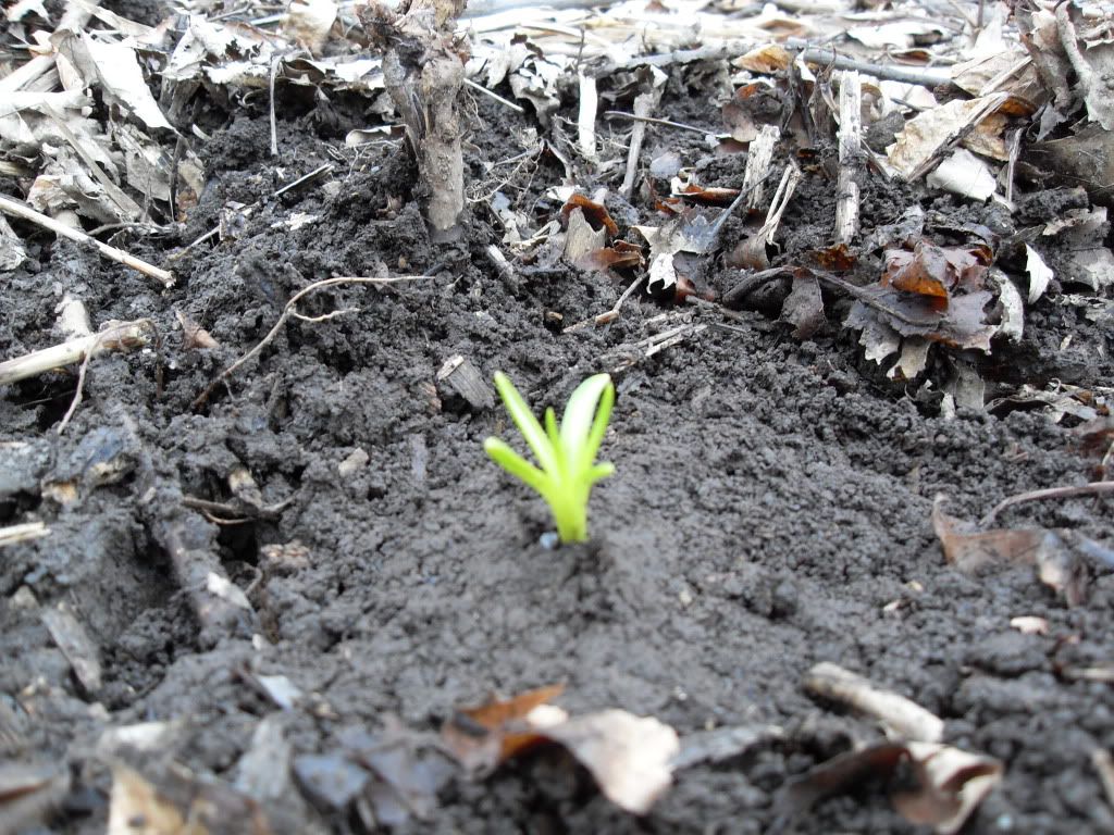 New Life