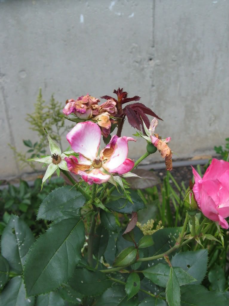 Problems with my Knock Out Roses