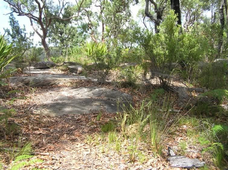 vittatusmiliihabitat.jpg