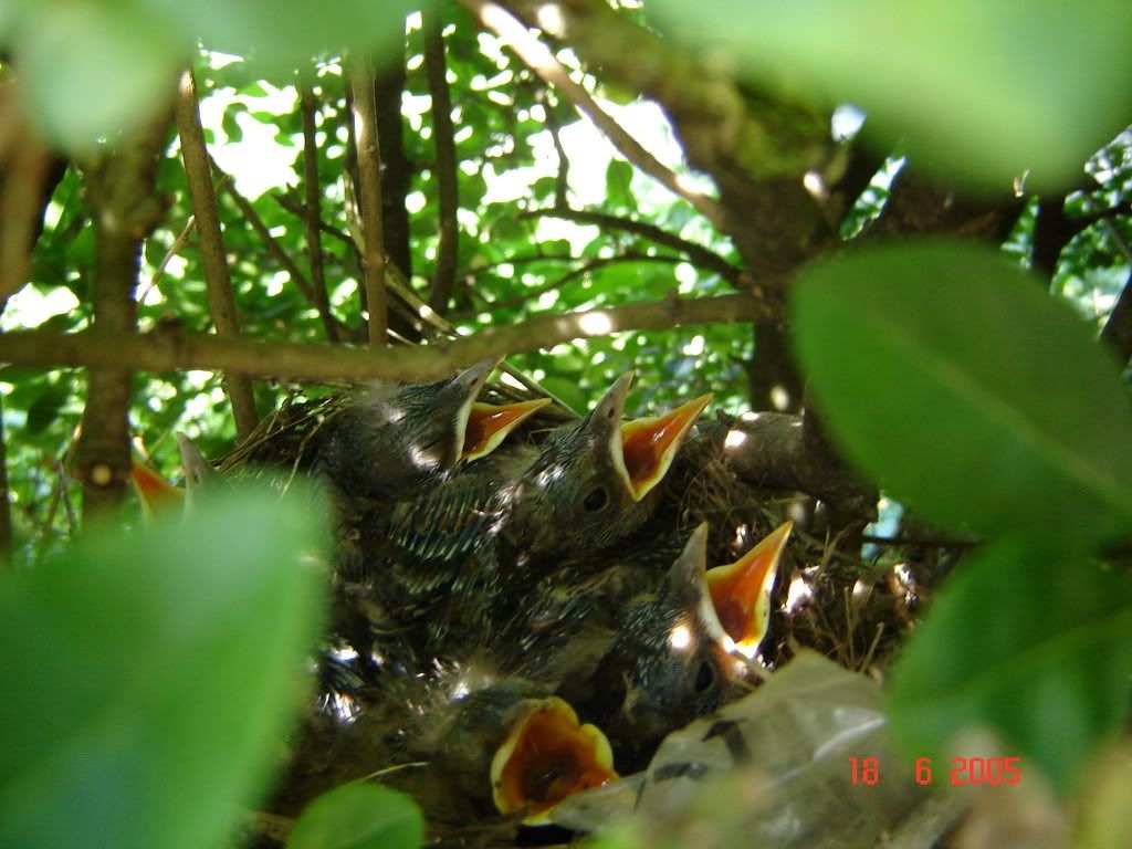 Babybirds_180605.jpg