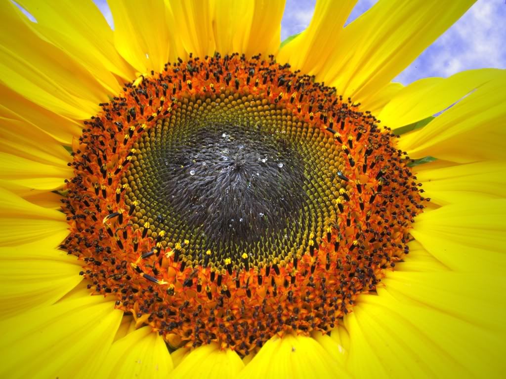 sunflowercentrecloudslighter.jpg