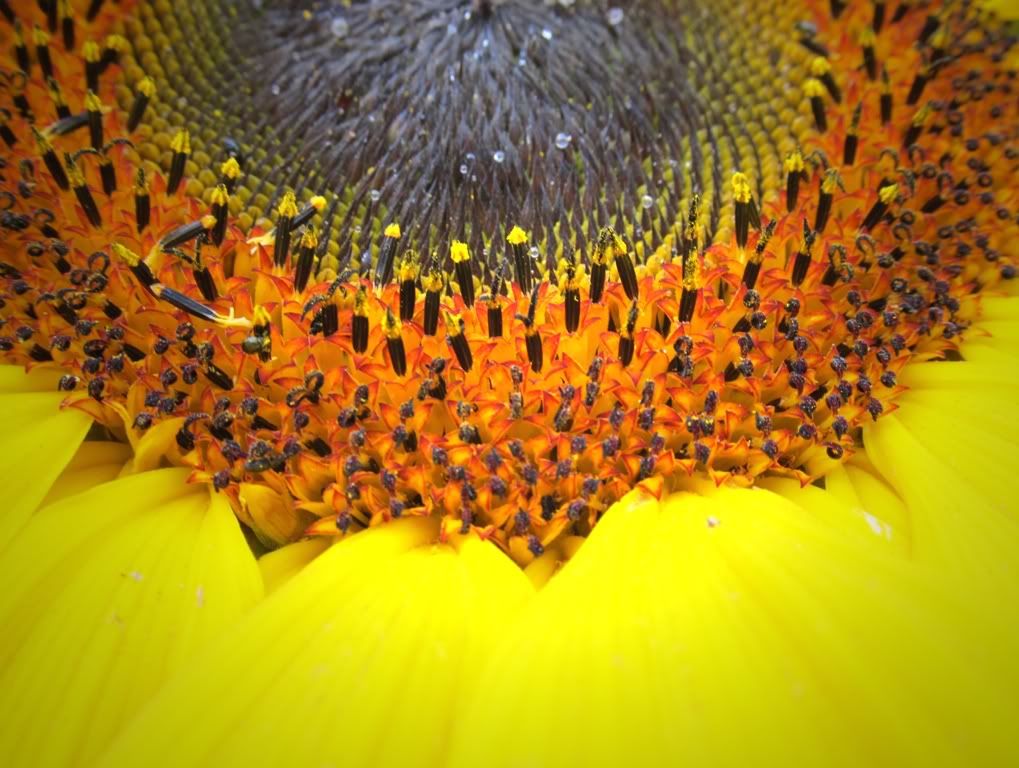 sunflowercloseupcrop.jpg