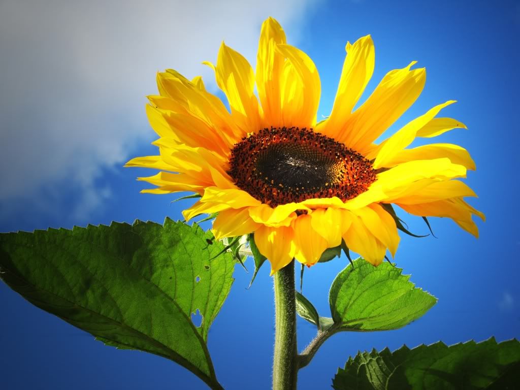 sunflowerinfront.jpg