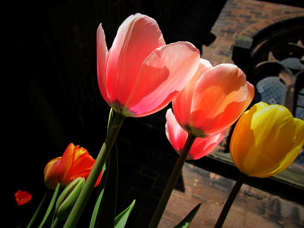 tulipchurch1.jpg