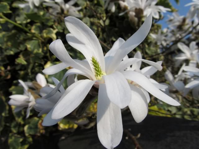 whiteflower1.jpg