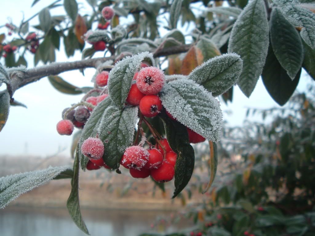 frostytreeberries.jpg