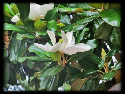magnolia_2853c