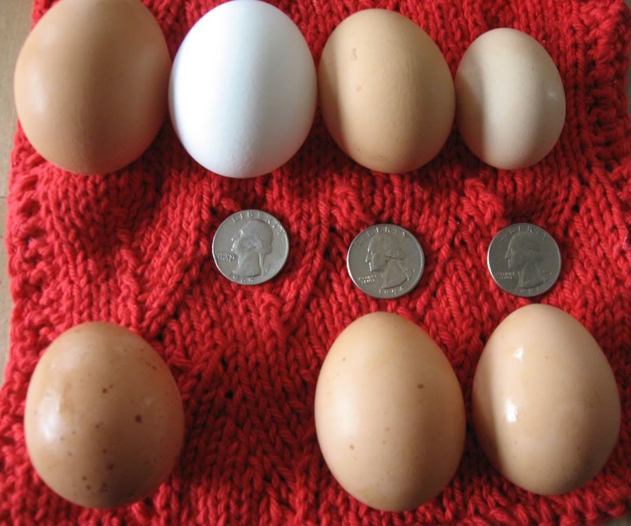 barred rock egg,silkie egg,australorp egg