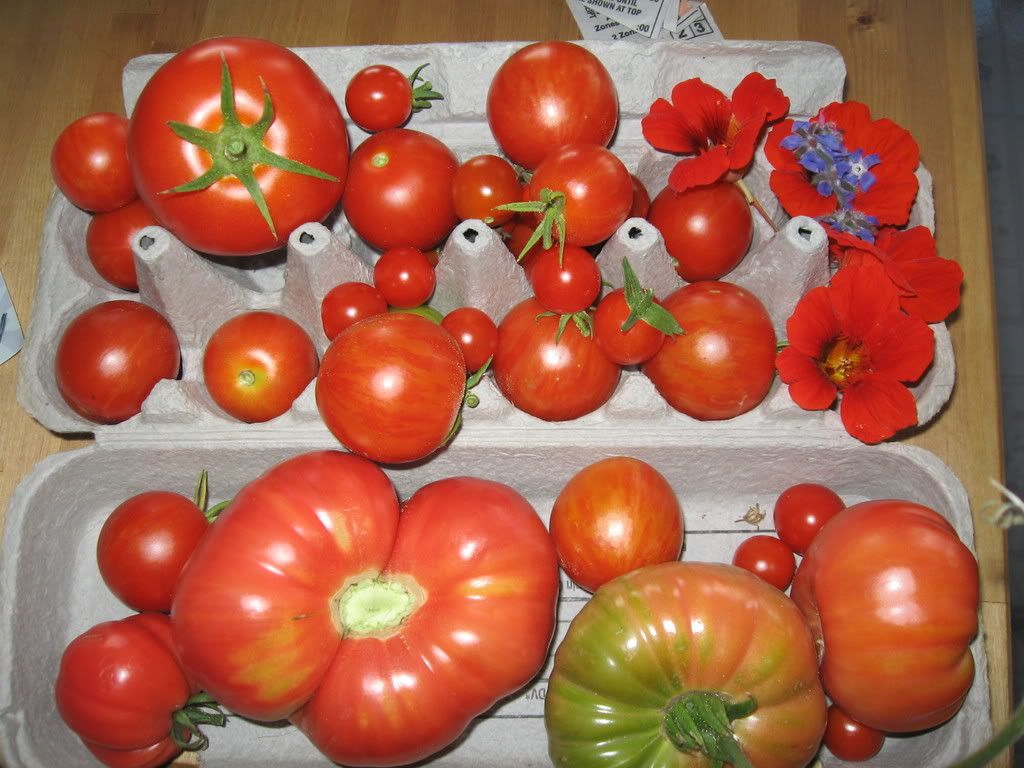 tomatoes