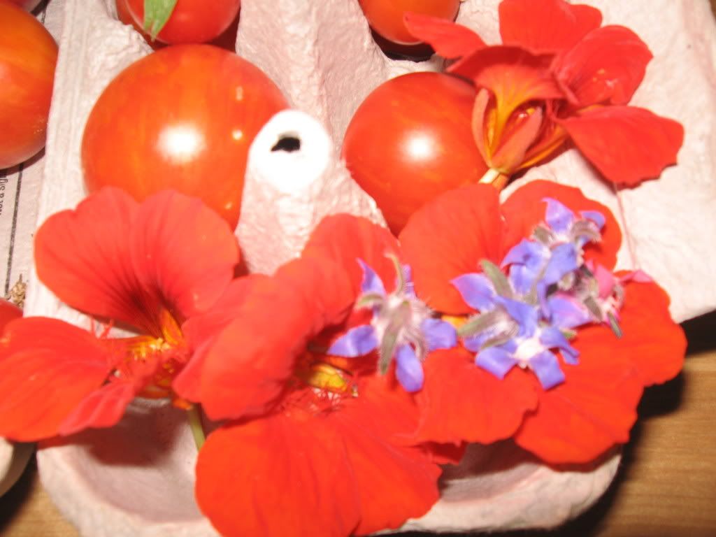 tomatoes and nasturtiums and borage