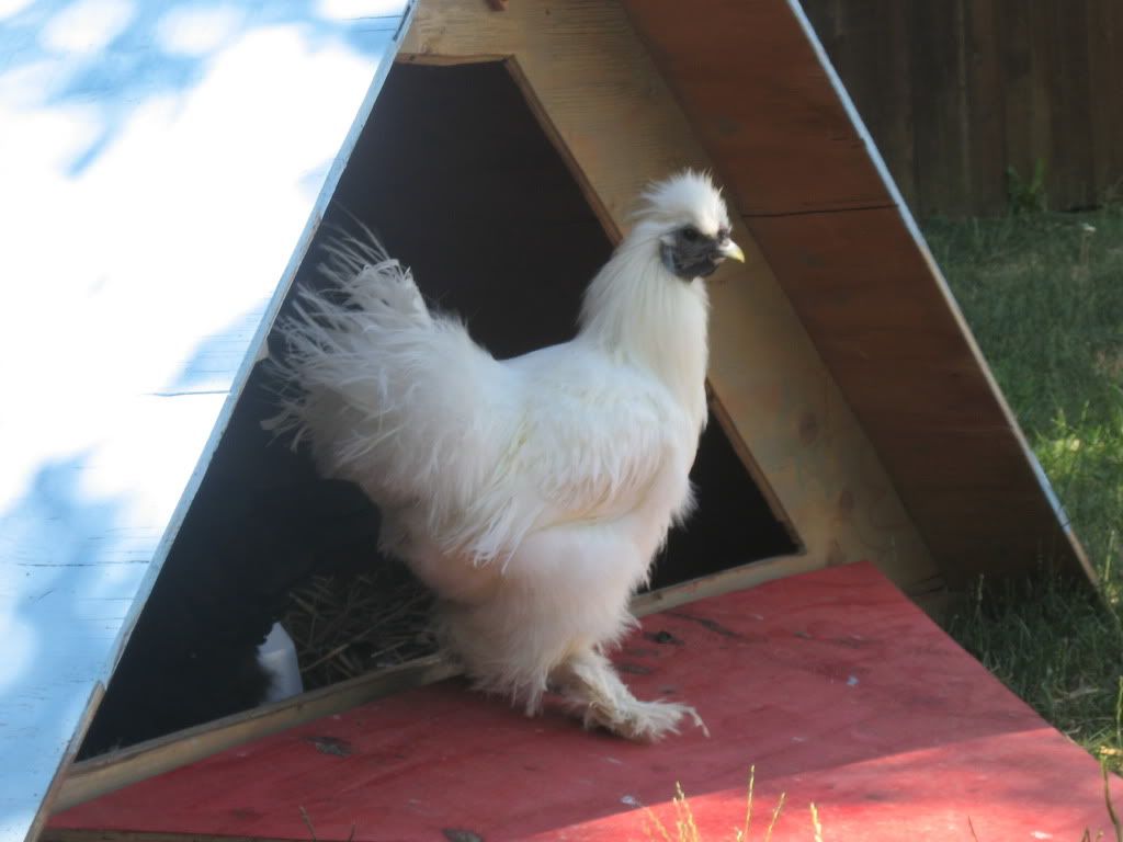 silkie rooster