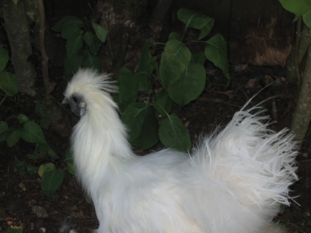 silkie rooster