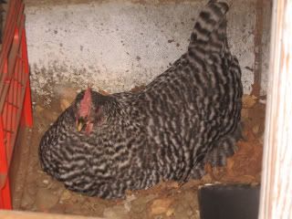 francis,barred rock,barred rock nest