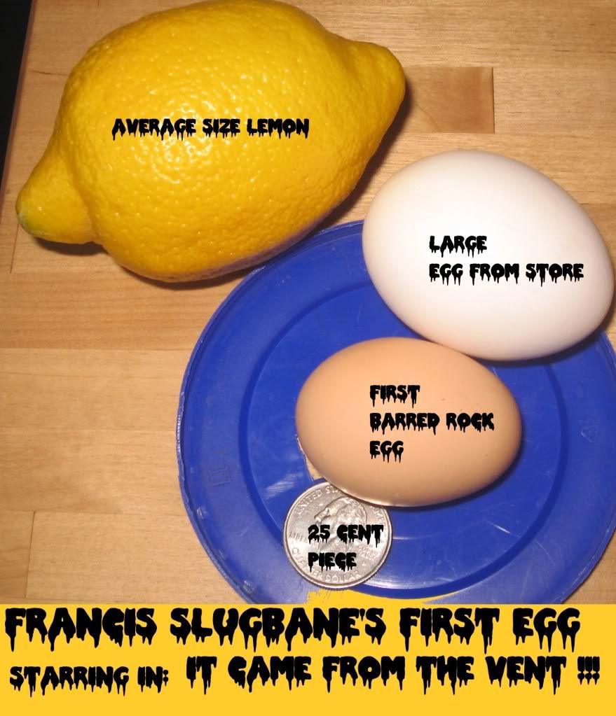 egg,barred rock,barred rock egg,francis,first egg