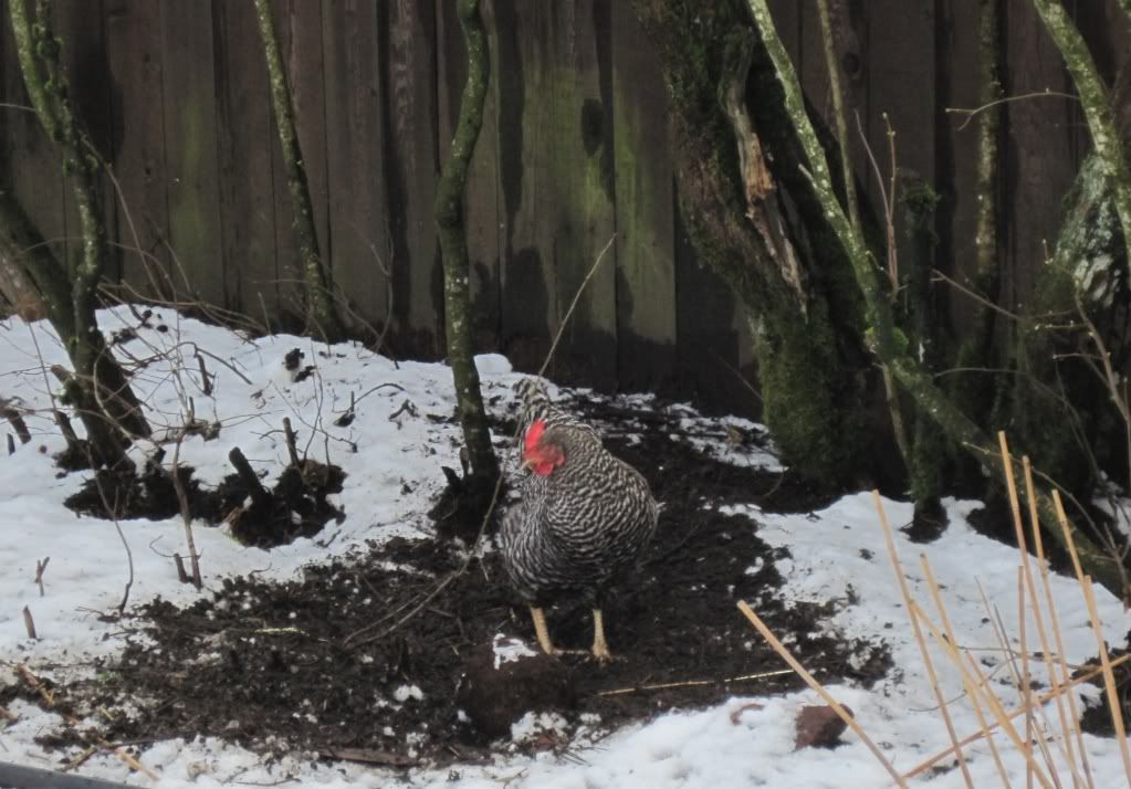 barred rock