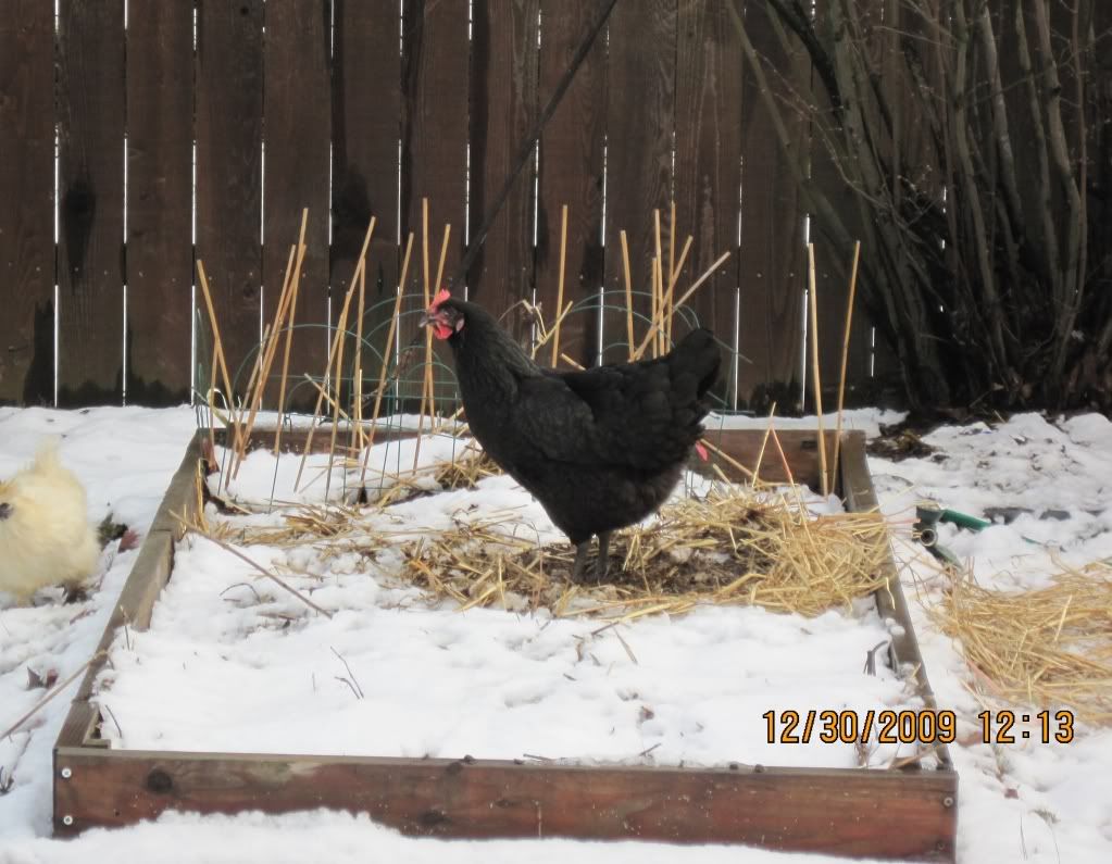 australorp