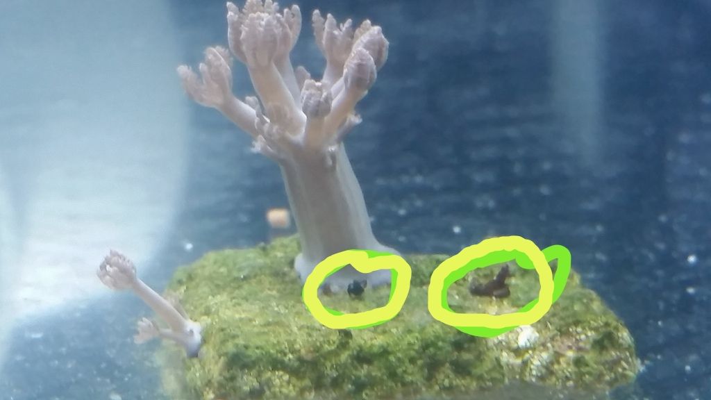 Xenia_zpsqs25tb4s.jpg