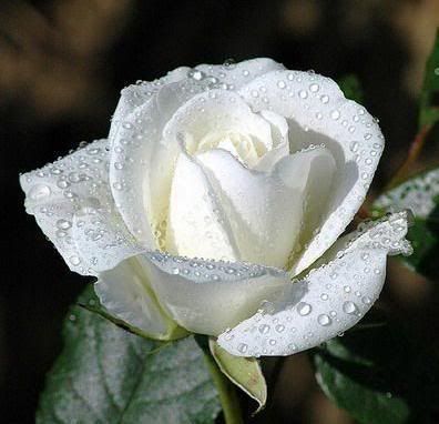 white rose photo: white rose f_whiterose1m_71a9edb.jpg