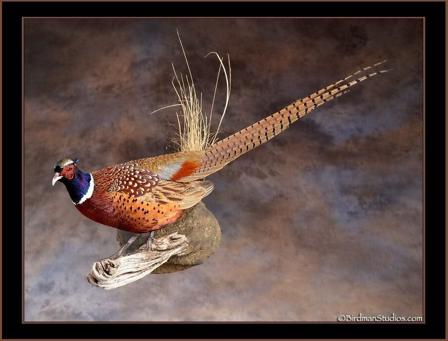 birdmanpheasant.jpg