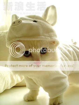 Funny and Cute Cats Modelling