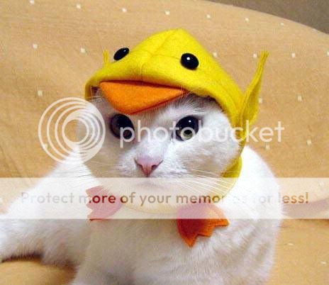 Funny and Cute Cats Modelling