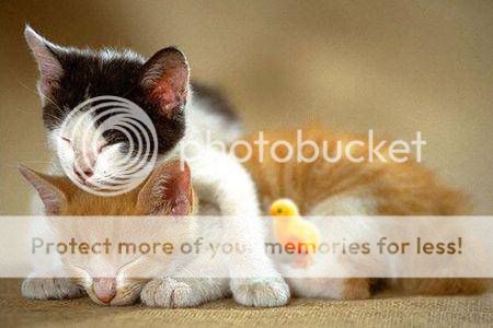 Funny and Cute Cats Modelling