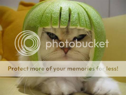 Funny and Cute Cats Modelling