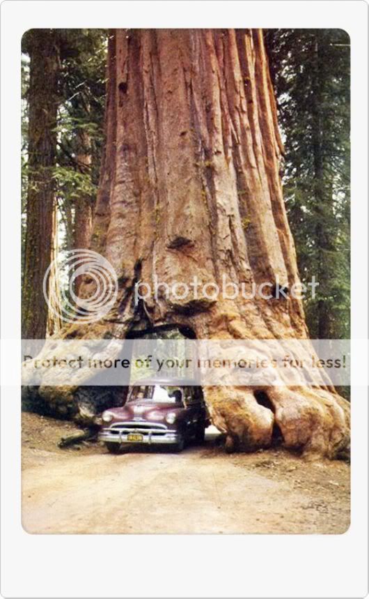 Amazing Giant Trees Around the World