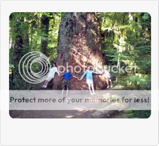 Amazing Giant Trees Around the World